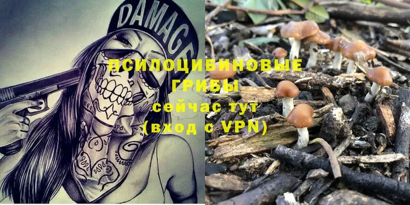 Псилоцибиновые грибы MAGIC MUSHROOMS Адыгейск